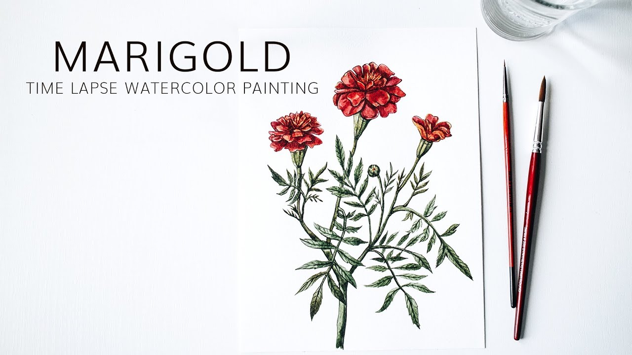 1280x720 Marigold Flower Watercolor Painting Botanical Illustration Time