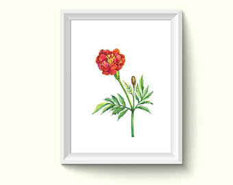 340x270 Marigold Watercolor Etsy