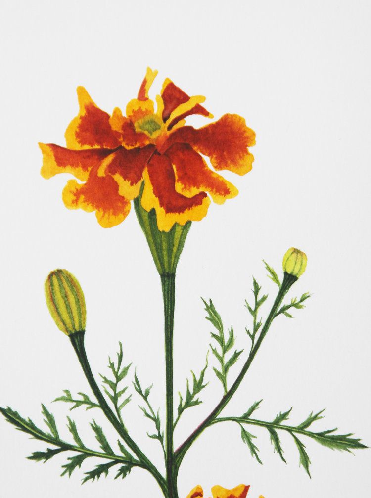 Marigold Watercolor at GetDrawings | Free download