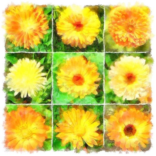 550x550 Orange And Yellow Marigold Watercolor Collage Vector Posters By