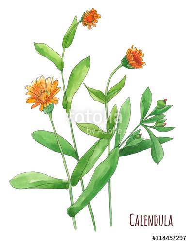390x500 Calendula Officinalis, Marigold Flowers And Leaves, Bouquet