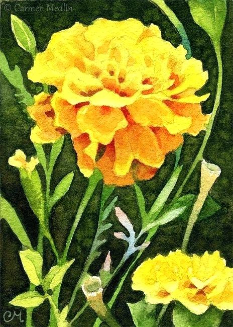 464x650 Marigold Painting Happy Marigolds Watercolor Painting Marigold