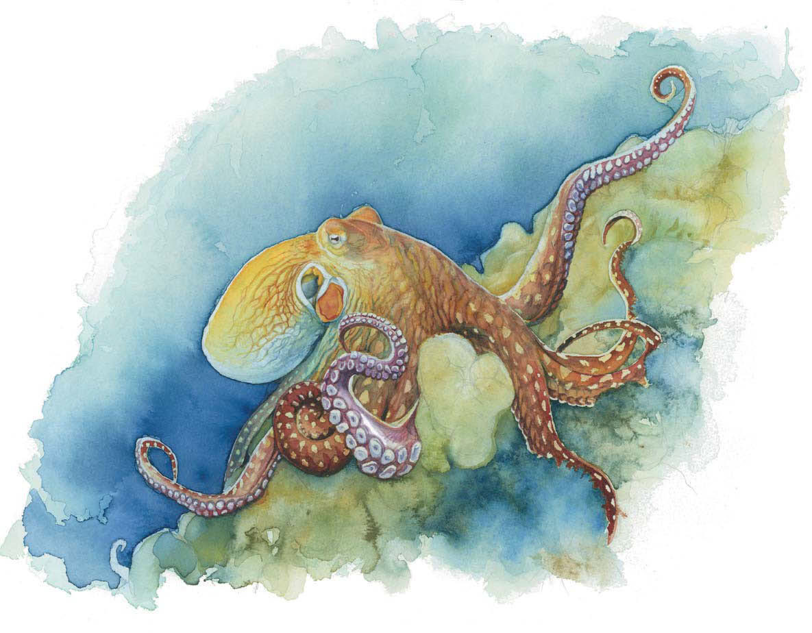 1185x924 Life Under The Sea Watercolor Octopus