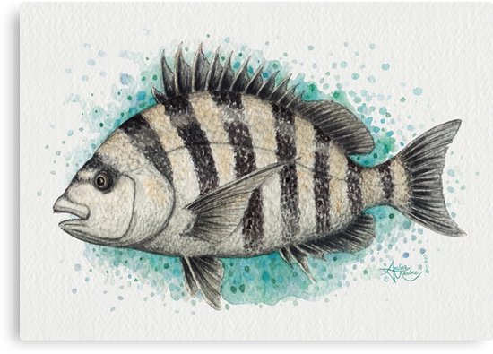 550x395 Sheepshead Splash By Amber Marine, Watercolor Fish Art, 2016