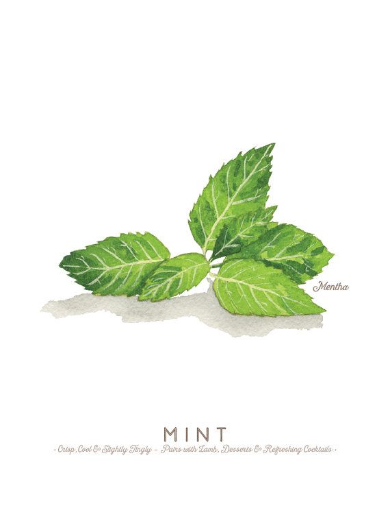 570x738 Mint Herb Watercolor Illustration Print In 2018 Logo