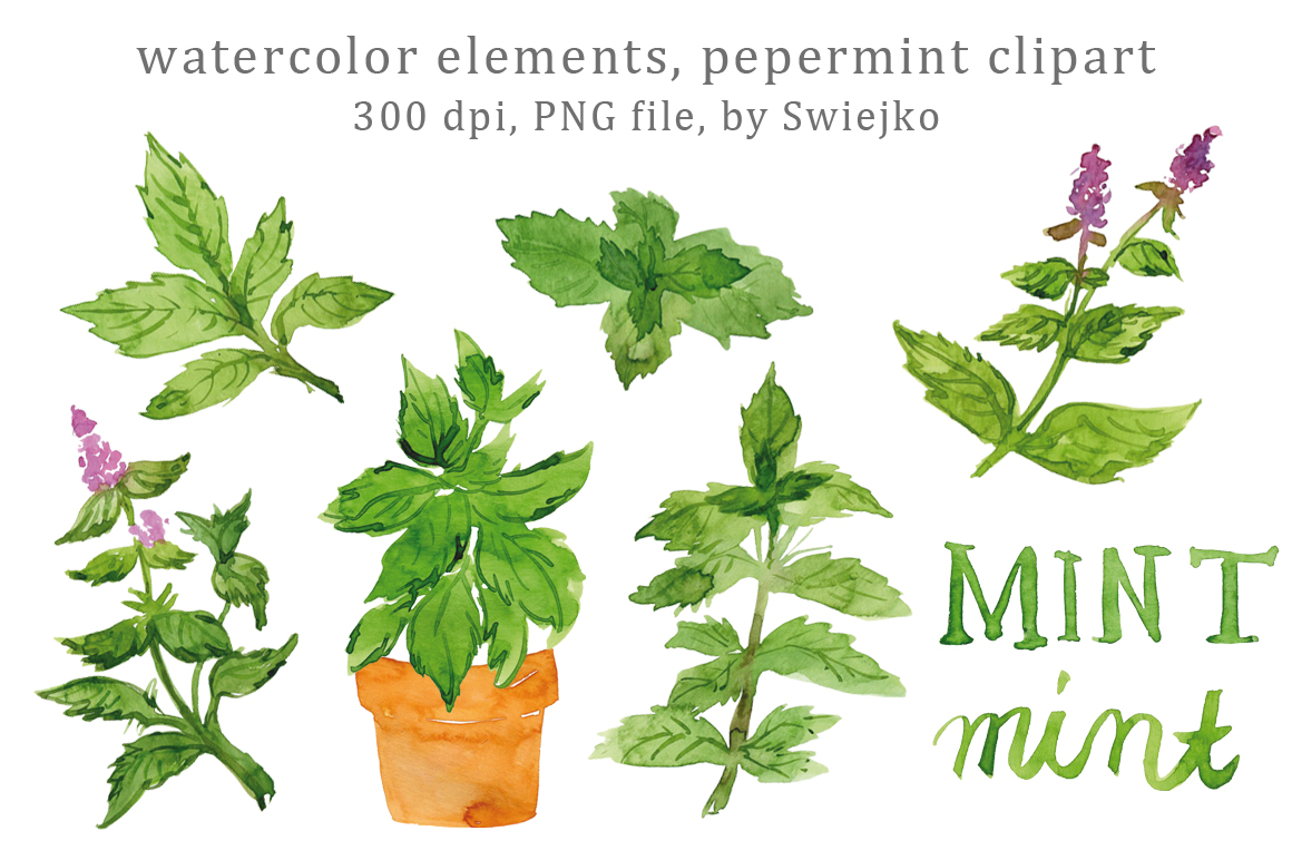 1160x772 Digital Clip Art, Watercolor Herbs, Leaves, Mint, Peppermint By