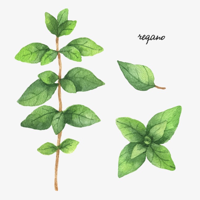 650x650 Drawing Mint, Watercolor, Decoration, Mint Png And Vector For Free