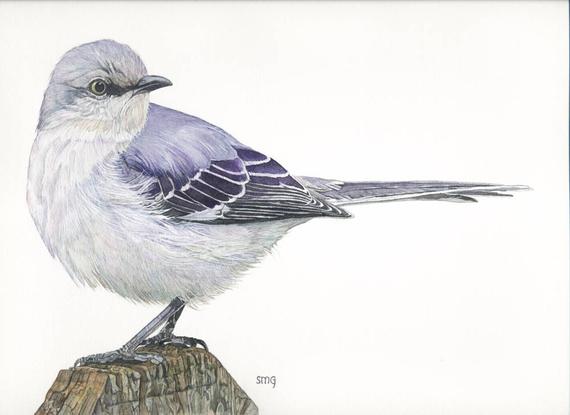 570x415 Mockingbird Original Watercolor By Shirley Greenville Etsy