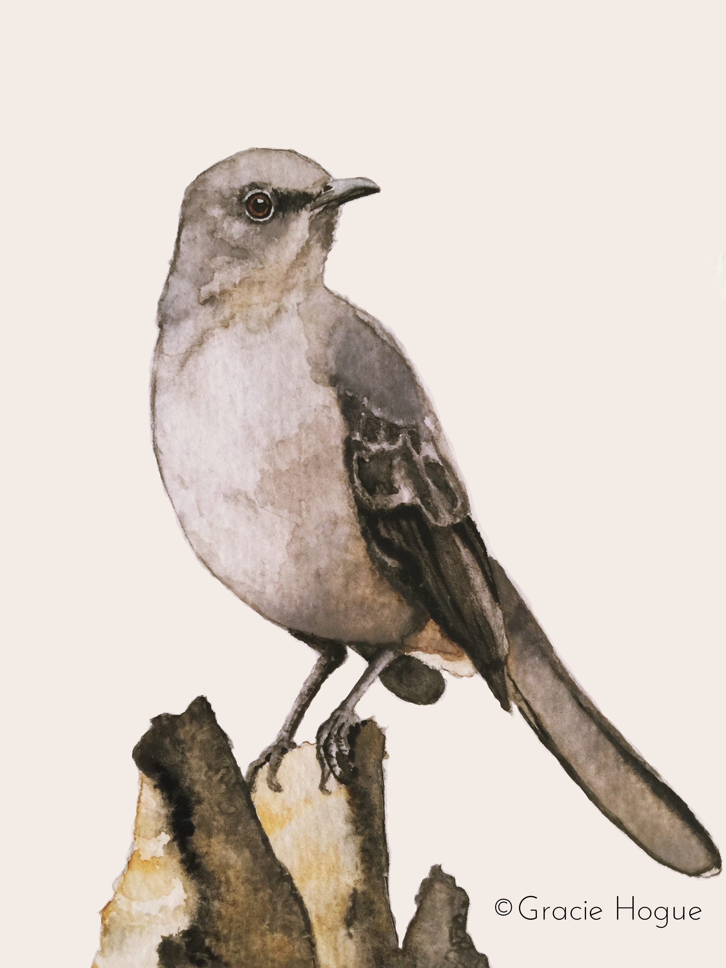 2448x3264 Mockingbird