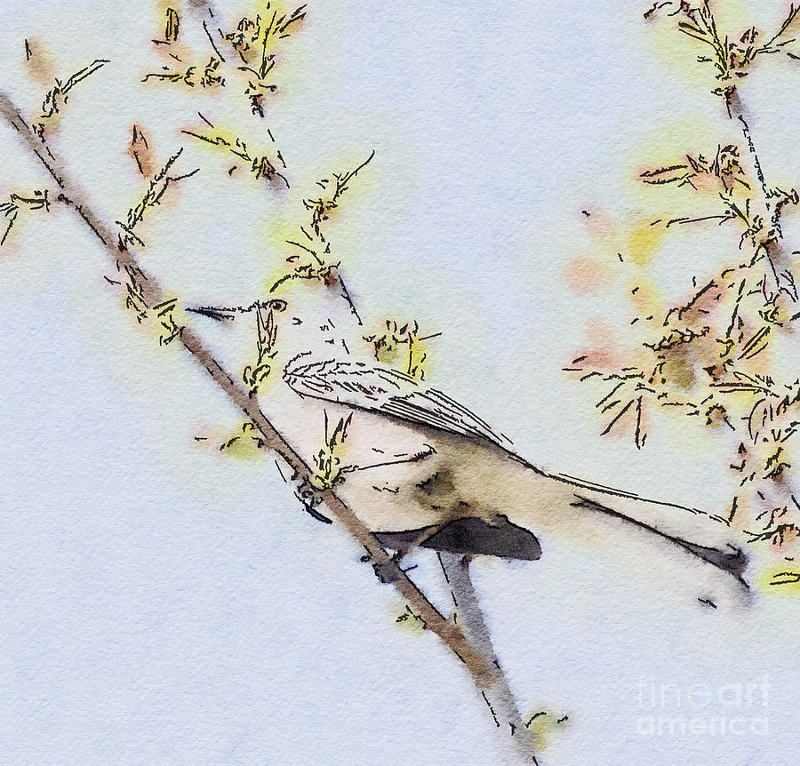 900x862 Spring Mockingbird