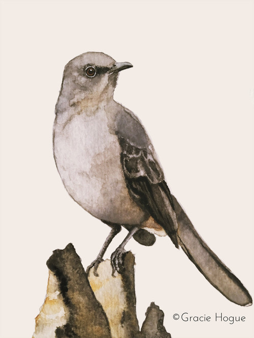 498x664 Mockingbird