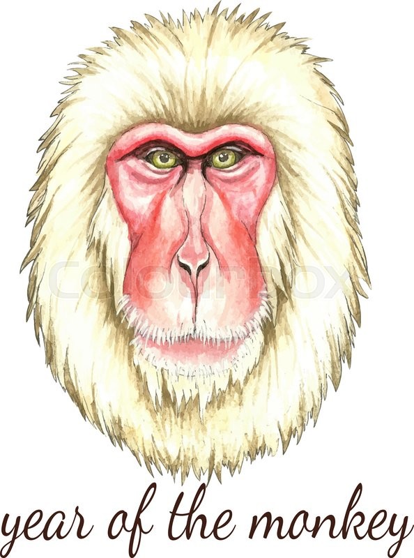594x800 Face Of Japanese Monkey.watercolor Vector Illustration On White