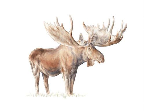 498x384 Moose Nature Animal Watercolor Limited Edition Print 8.5x11