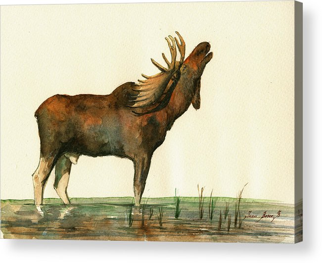 651x531 Moose Watercolor Painting. Acrylic Print By Juan Bosco