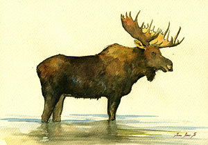300x210 Moose Watercolor Painting. Painting By Juan Bosco