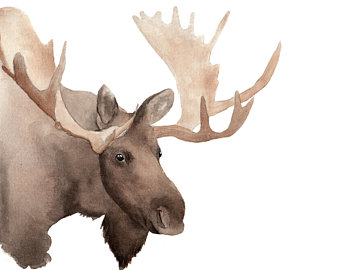 340x270 Moose Watercolor Etsy