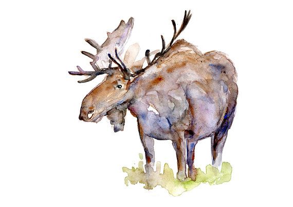 570x403 Original Moose Watercolor Painting Animal Painting
