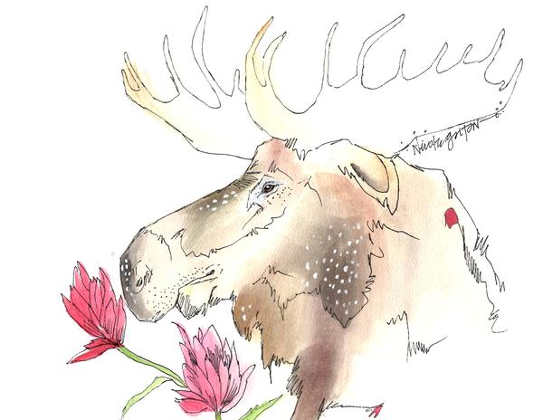 600x464 Watercolor Moose With Indian Paintbrush Nicole Gaitan Art