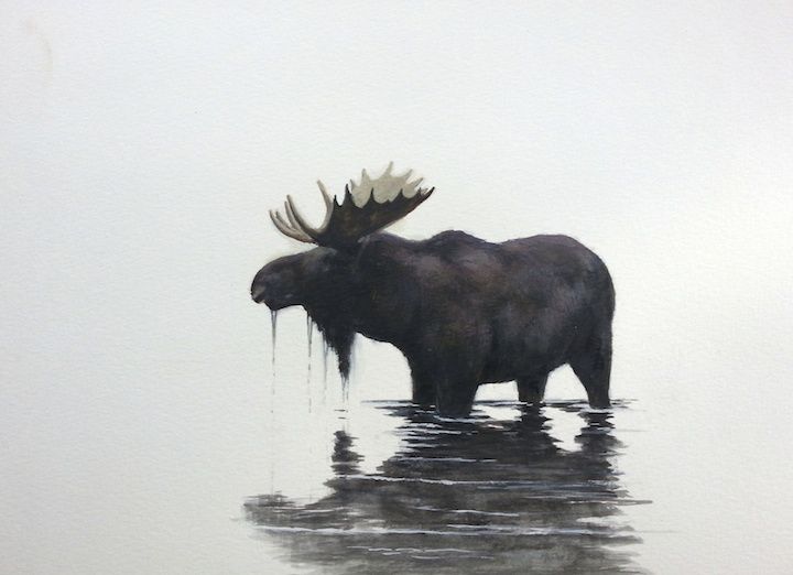 720x522 Watercolor Moose