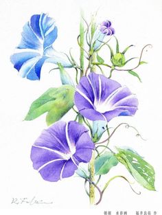 Morning Glory Watercolor