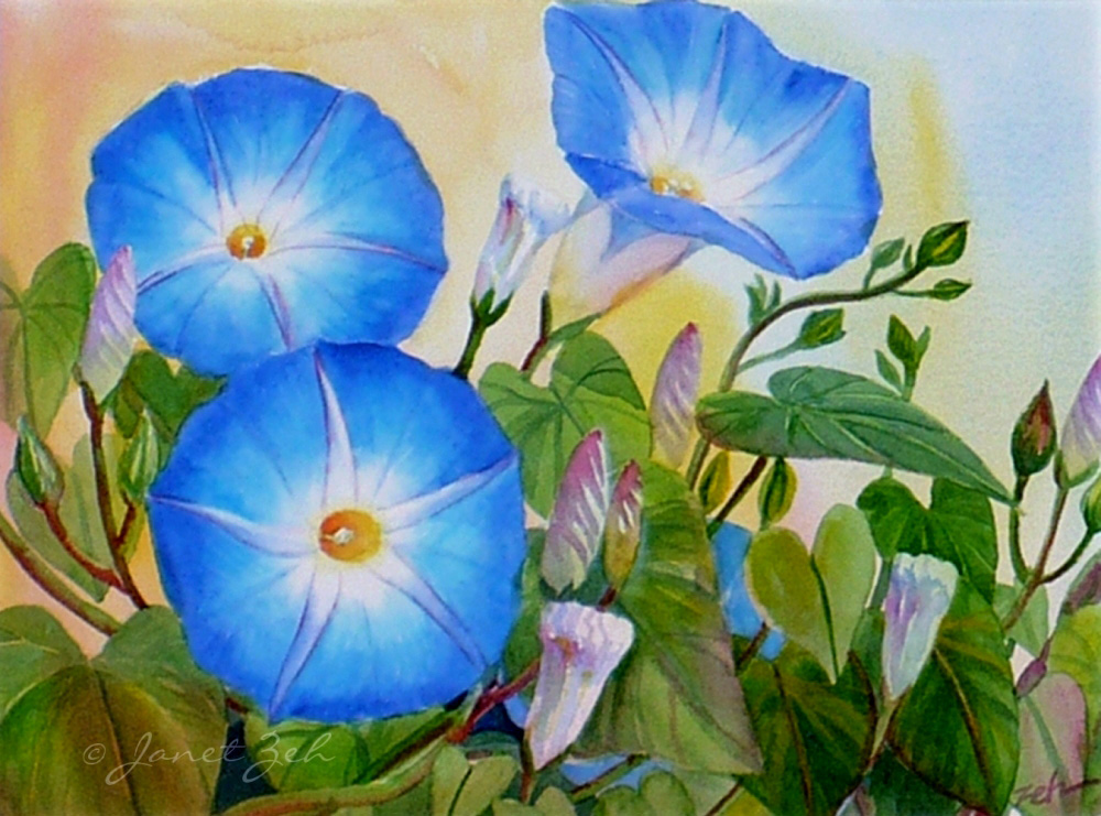 1000x741 Janet Zeh Original Art Watercolor And Oil Paintings Morning Glory