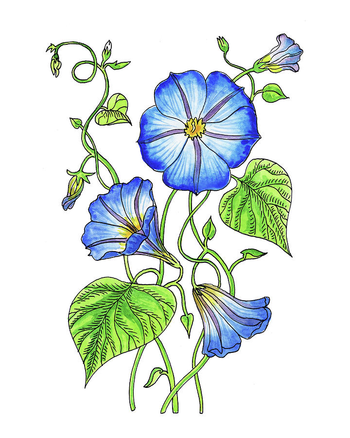 720x900 Morning Glory Botanical Watercolor Painting By Irina Sztukowski