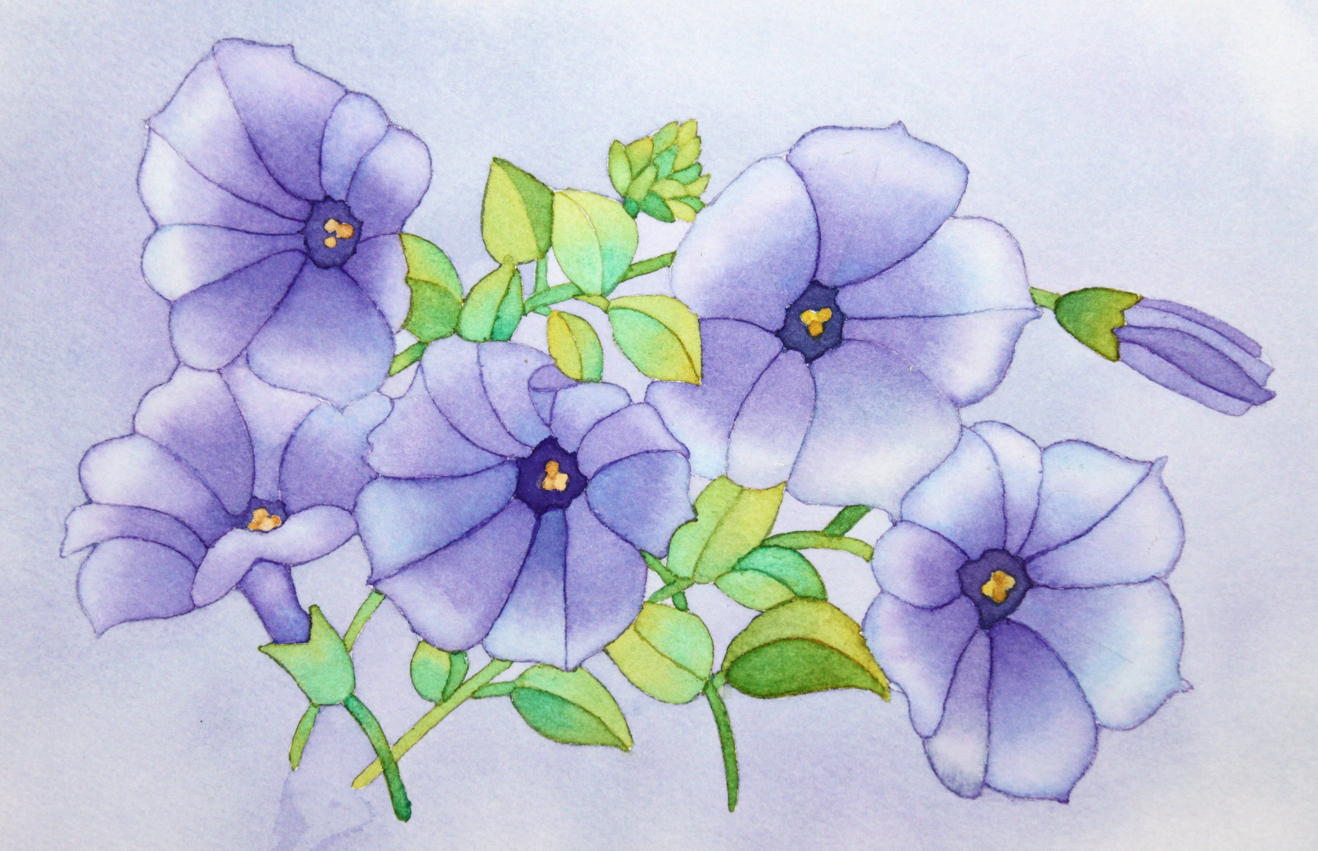 4282x2764 Watercolor Morning Glories Afternoon Artist