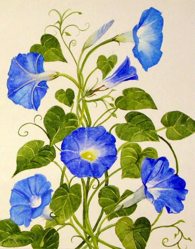 629x800 Sketches Of Morning Glories Art