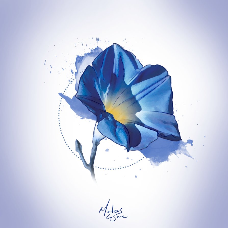 894x894 Watercolor Morning Glory By Mateuscosme