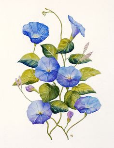 236x306 Arleta Pech, Morning Glories Watercolor Flowers