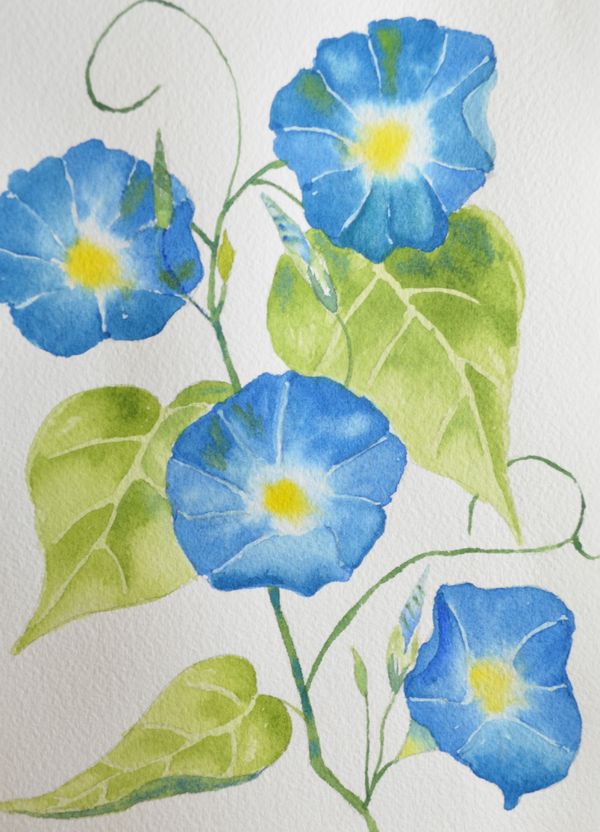600x832 Art, Fine Art Watercolor Painting Of Blue Morning Glories Out Of