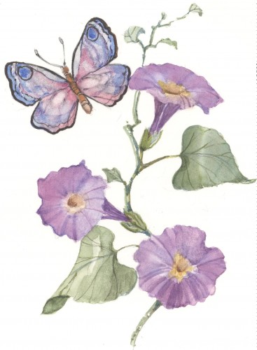 367x500 Butterfly With Morning Glories 4x6 Watercolor Cshoresinc On Artfire