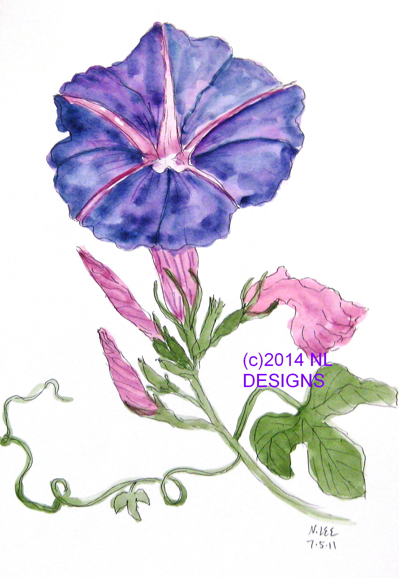 1302x1886 Good Morning Glory Watercolor Nldesignsbythesea