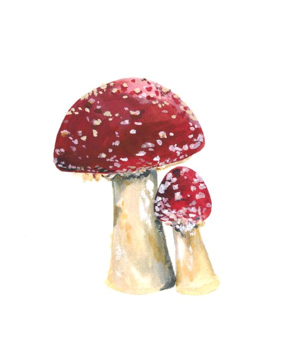 570x727 Toadstool Watercolor Print Toadstool Watercolor Art Etsy