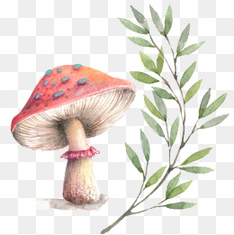 260x261 Watercolor Mushroom Png Images Vectors And Psd Files Free