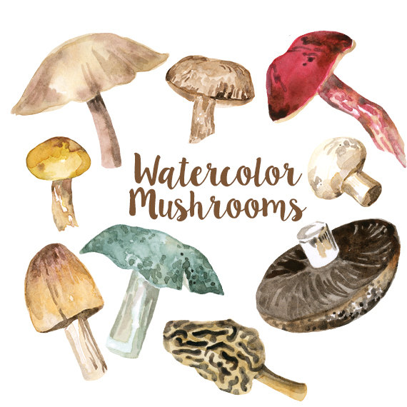 570x570 Watercolor Mushrooms Clip Art Set, Digital Mushroom Clipart, Fungi