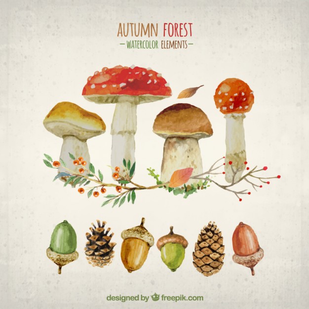 626x626 Watercolor Elements Of Autumn Forest Vector Free Download
