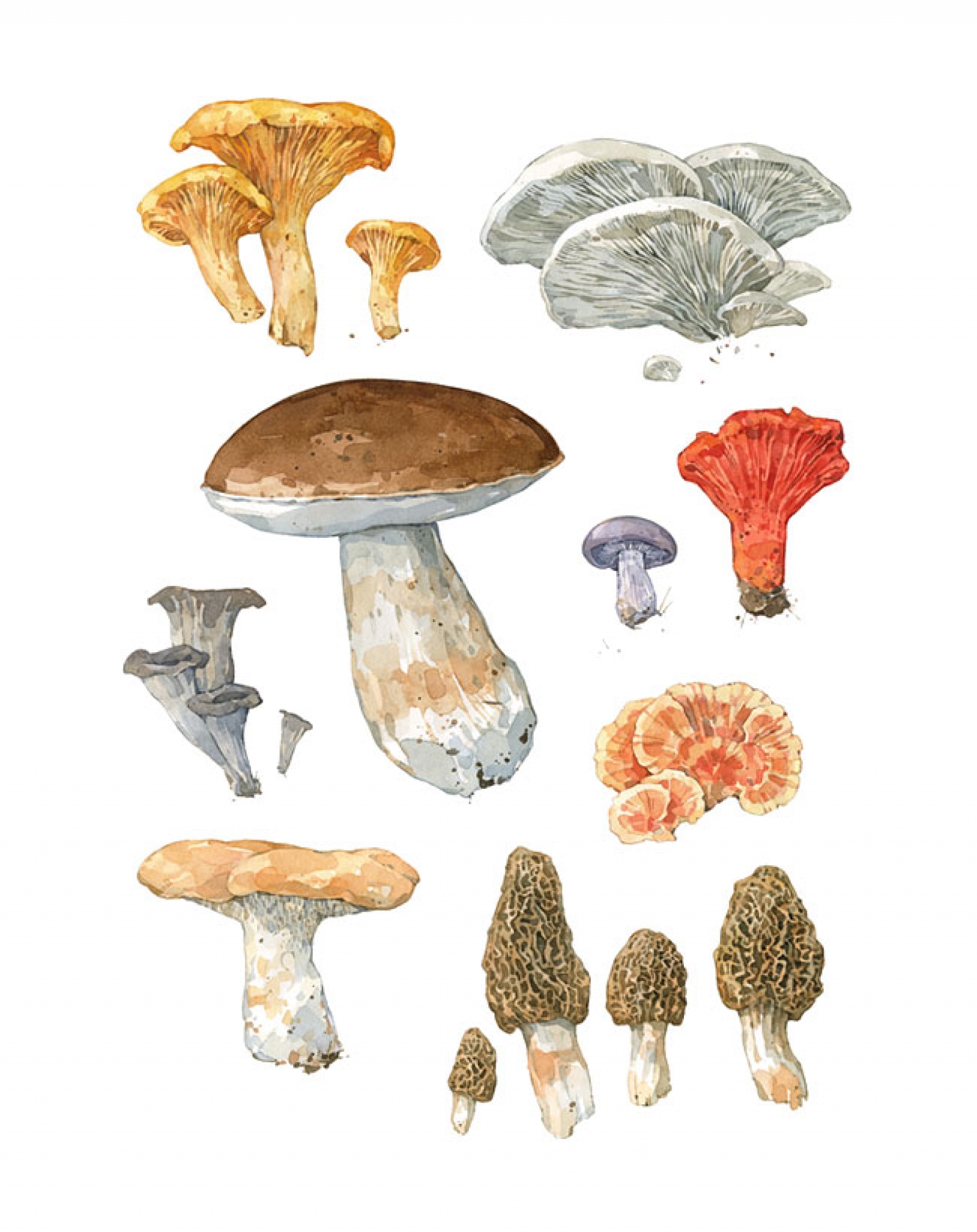 1600x2018 Wild Edible Mushrooms Watercolor Art Print David Scheirer