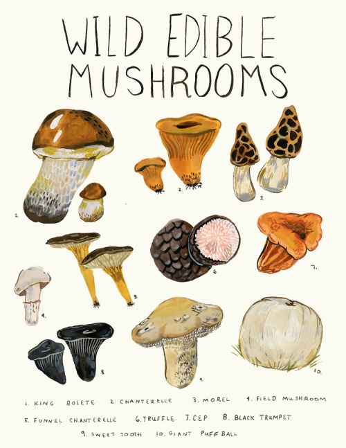 500x647 Mushroom Watercolor Tumblr
