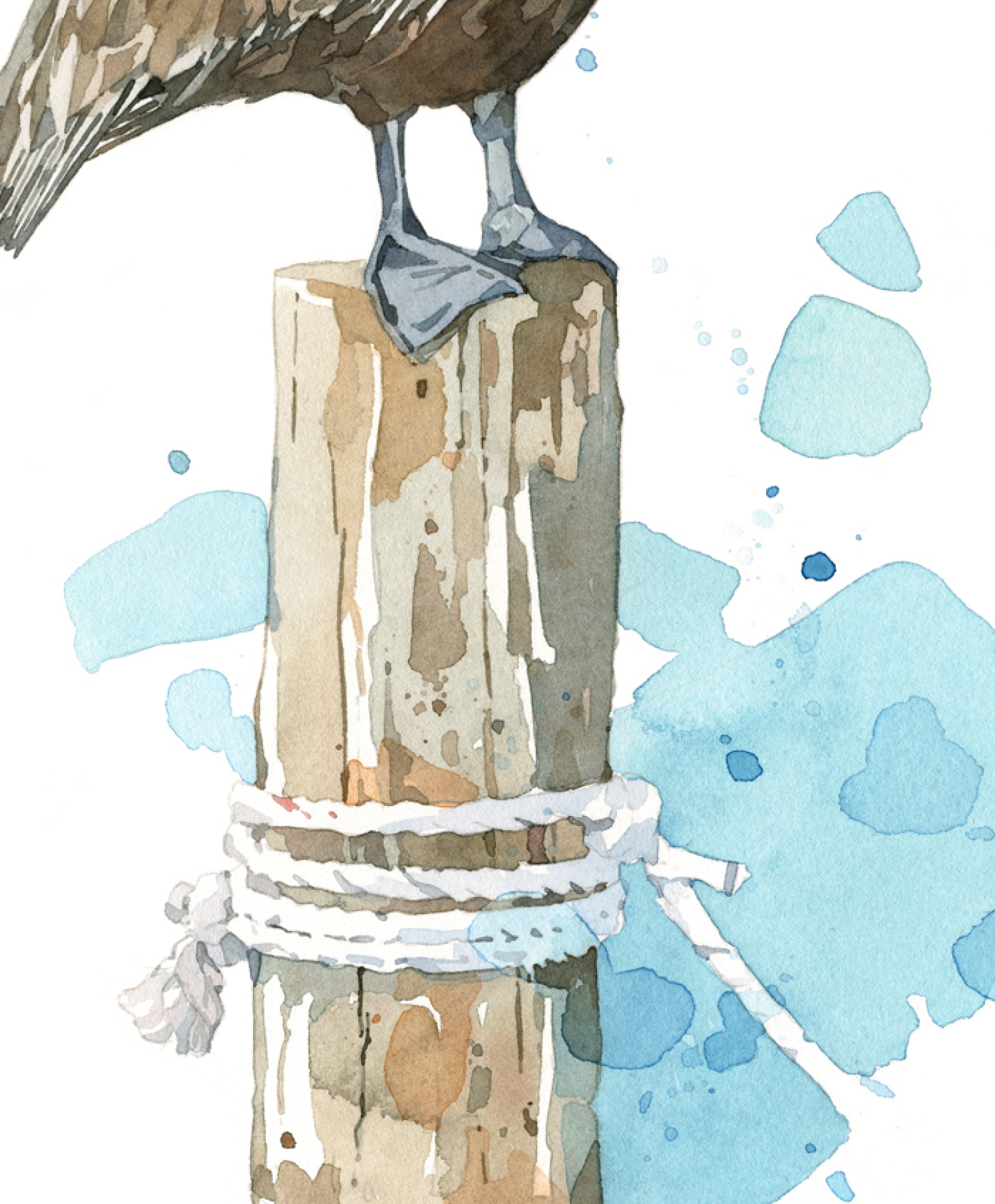 1600x1936 Pelican Watercolor Art Print, Coastal Wall Art David Scheirer