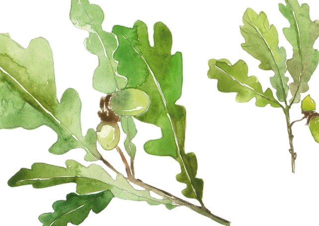 642x455 Botanical Watercolor Clipart Illustrations Oak Leaf Clipart Etsy