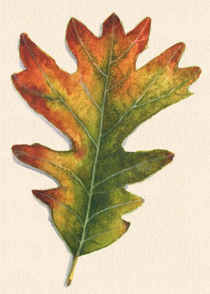 428x600 Fall Oak Leaf Art Print Of Watercolor Painting By Saylorwolfworks