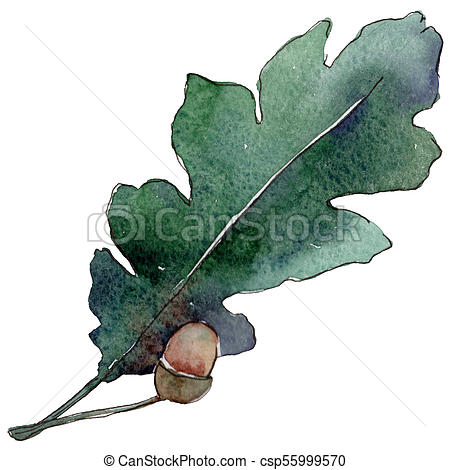 450x470 Oak Leaves In A Watercolor Style Isolated. Aquarelle Leaf For