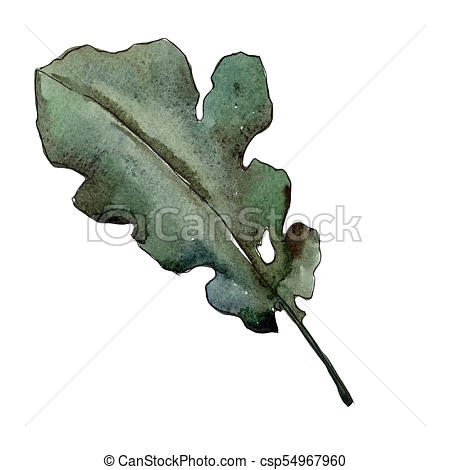 450x470 Oak Leaves In A Watercolor Style Isolated. Aquarelle Leaf... Stock