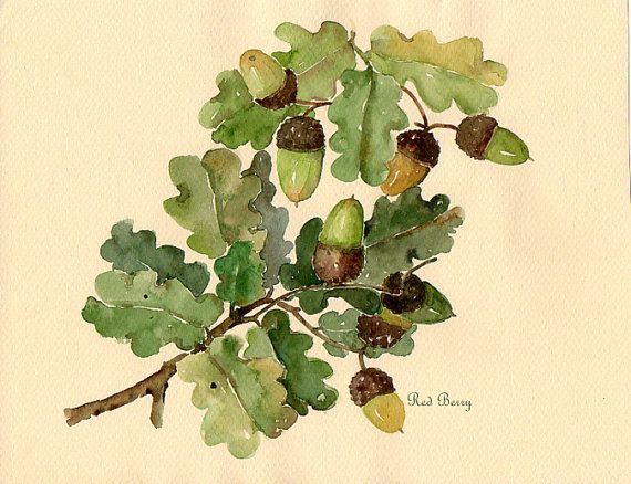570x438 Acorns Watercolor Original Painting Woodland Art Oak Leaf Painting