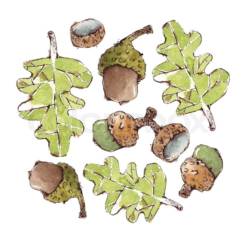 800x800 Watercolor Oak Leaves And Acorns Set. Isolated On White. Based On