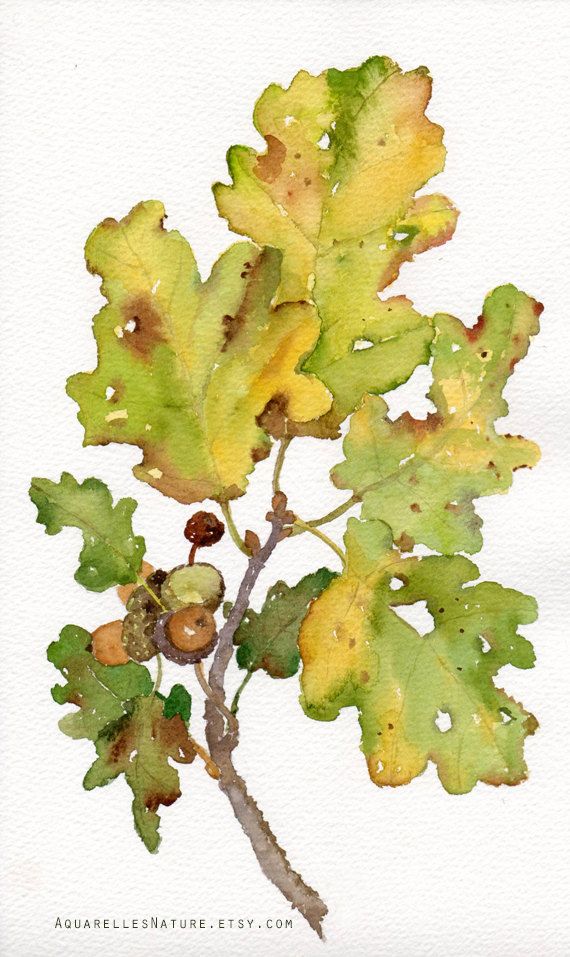 570x957 Acorns And Oak Leaves, Original Watercolor Painting, Autumn