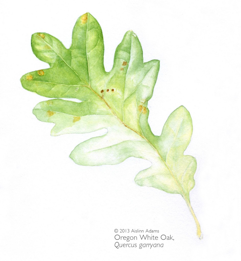 944x1024 Botanical Art Facebook Groups Aislinn Adams