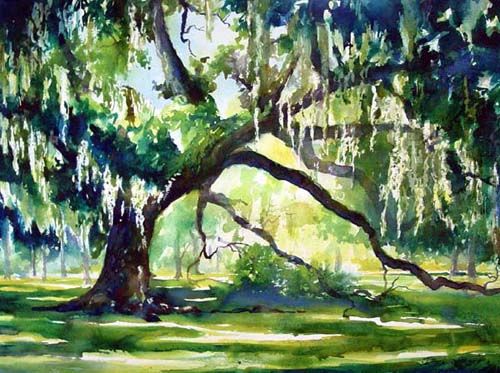 500x373 Live Oak Tree Watercolor Painting By Jennifer Branch Watercolor