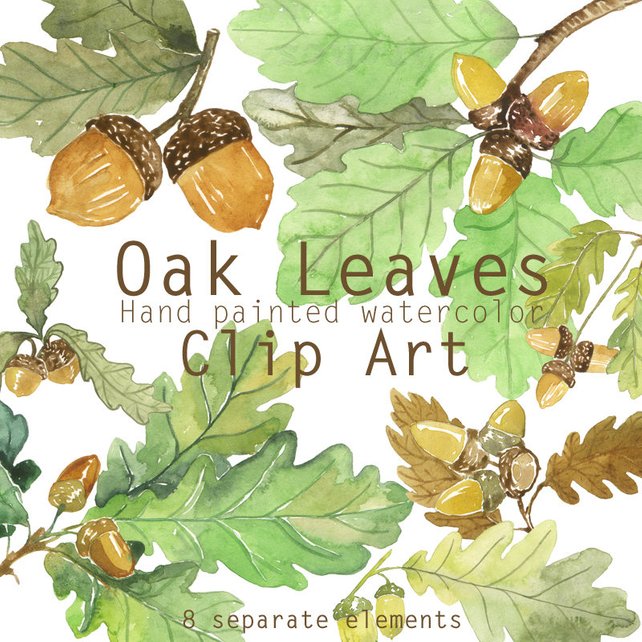642x642 Oak Leaves And Acorns Watercolor Clip Art Printable Foliage Etsy